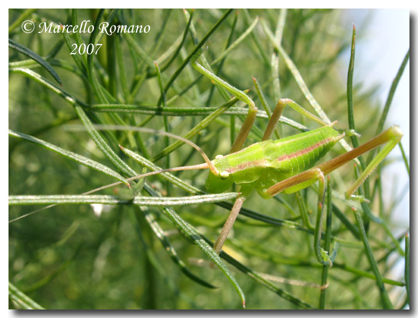 Maschio subadulto di Odontura arcuata (Ort.,Phaneropteridae)